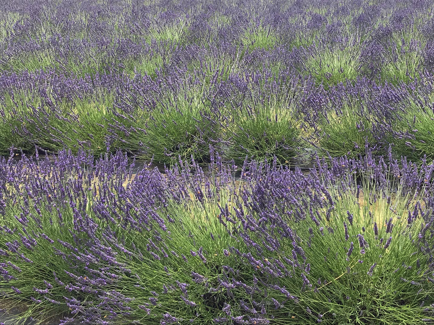  Lavenders. Flowers. Gardening  