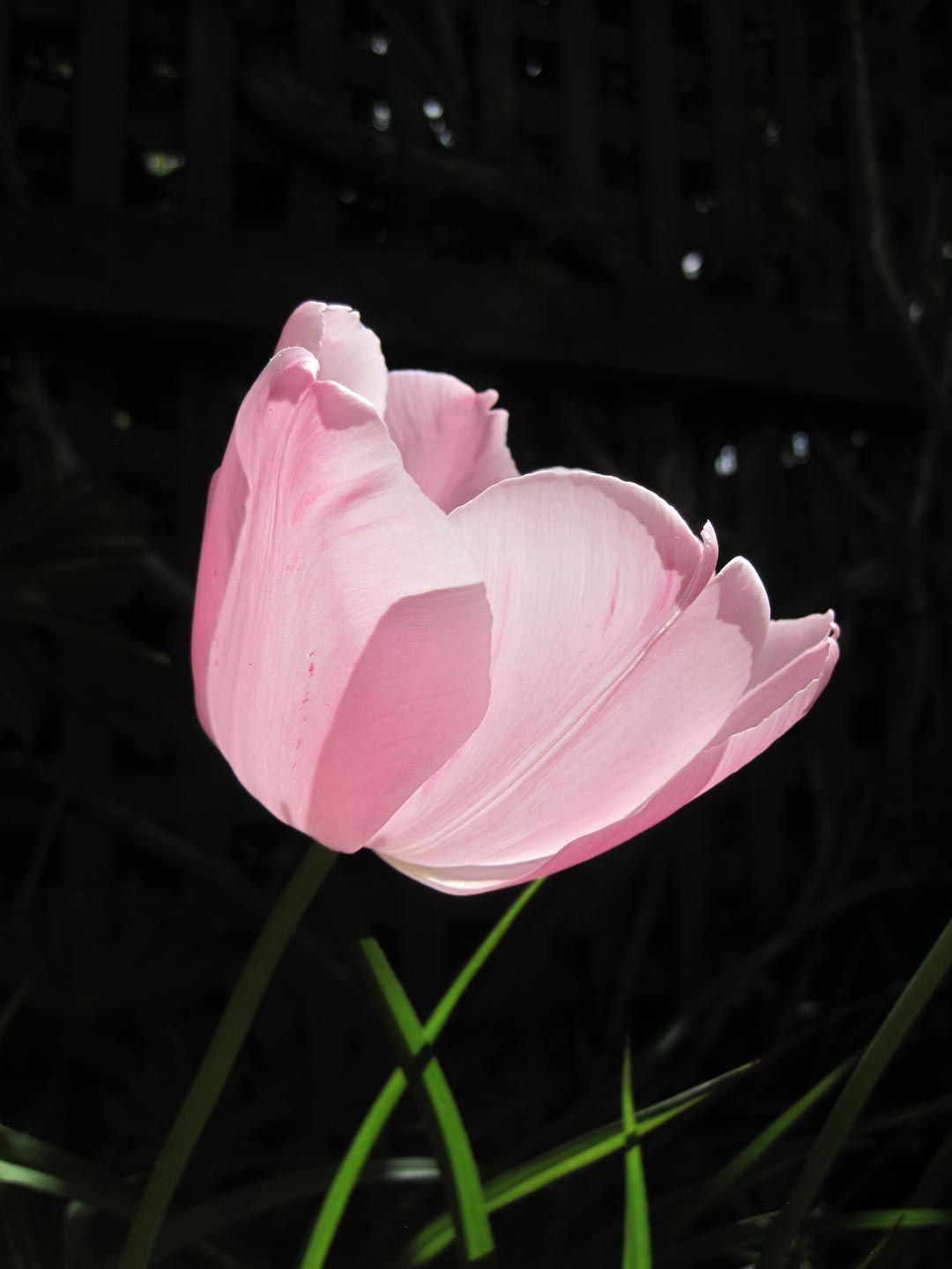  Tulip. Garden. Garden Maintenance  