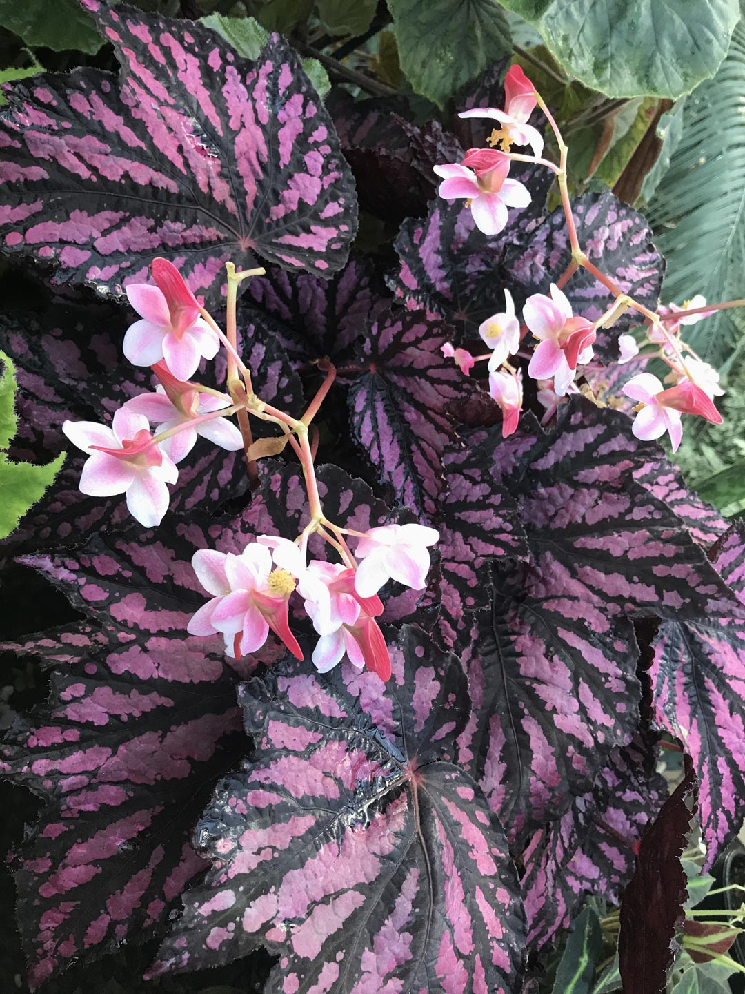  Tropical Plants. Garden. Garden Maintenance  