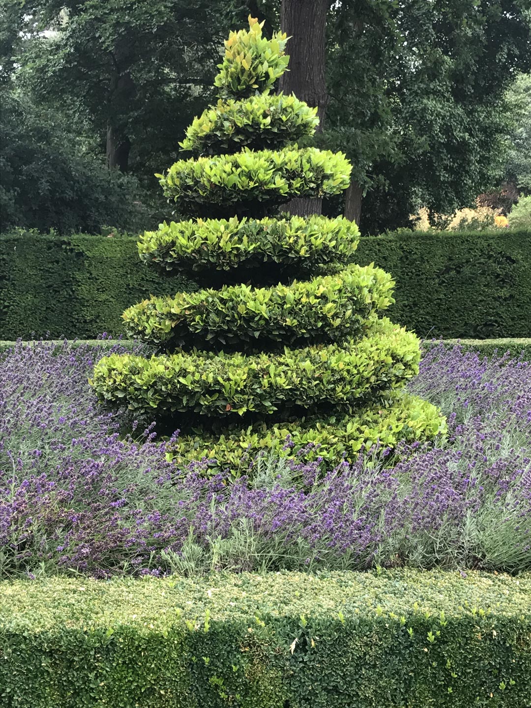  Garden. Garden Maintenace. Plant. Topiary  