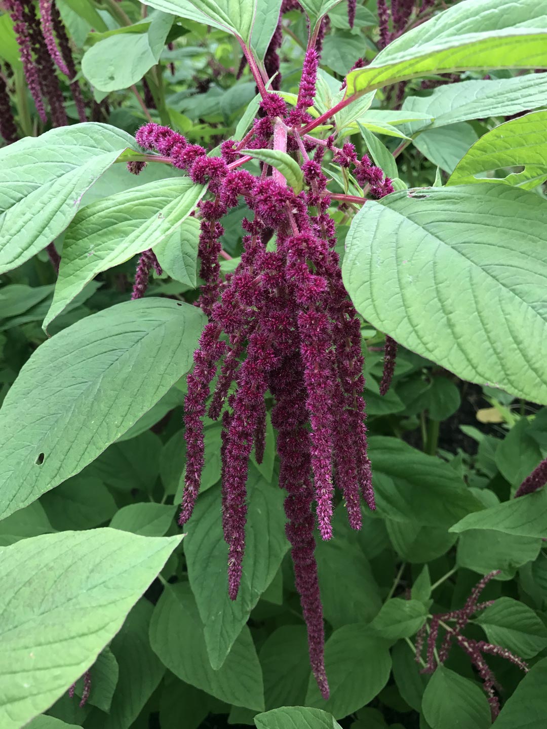  Flower. Garden. Garden Maintenance 