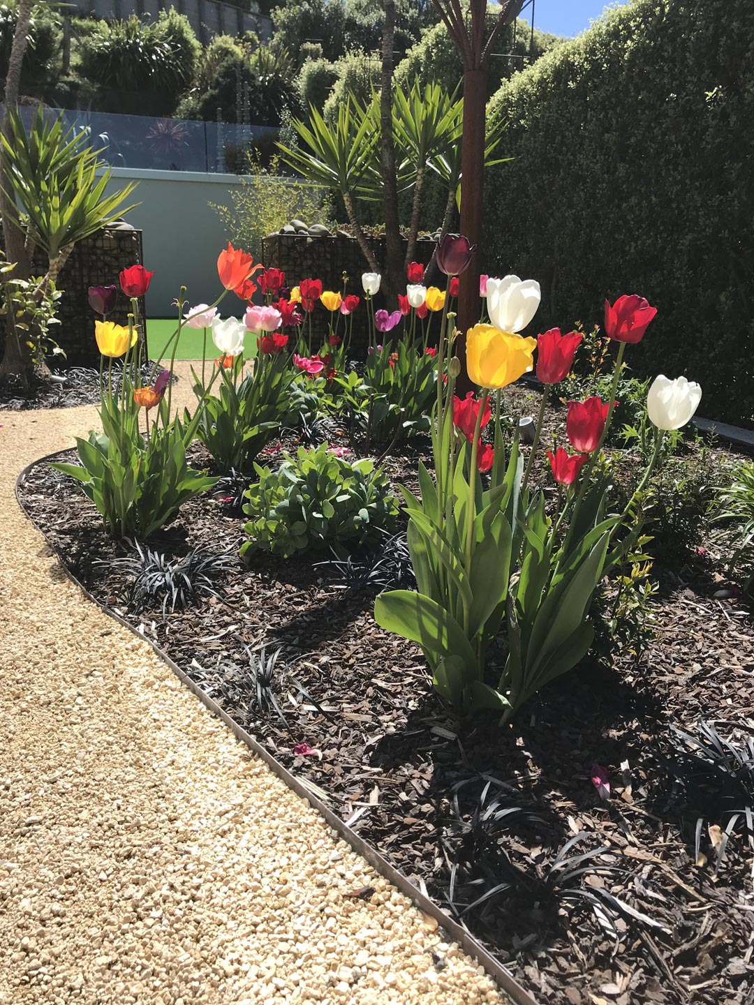  Tulips. Garden. Garden Maintenance  