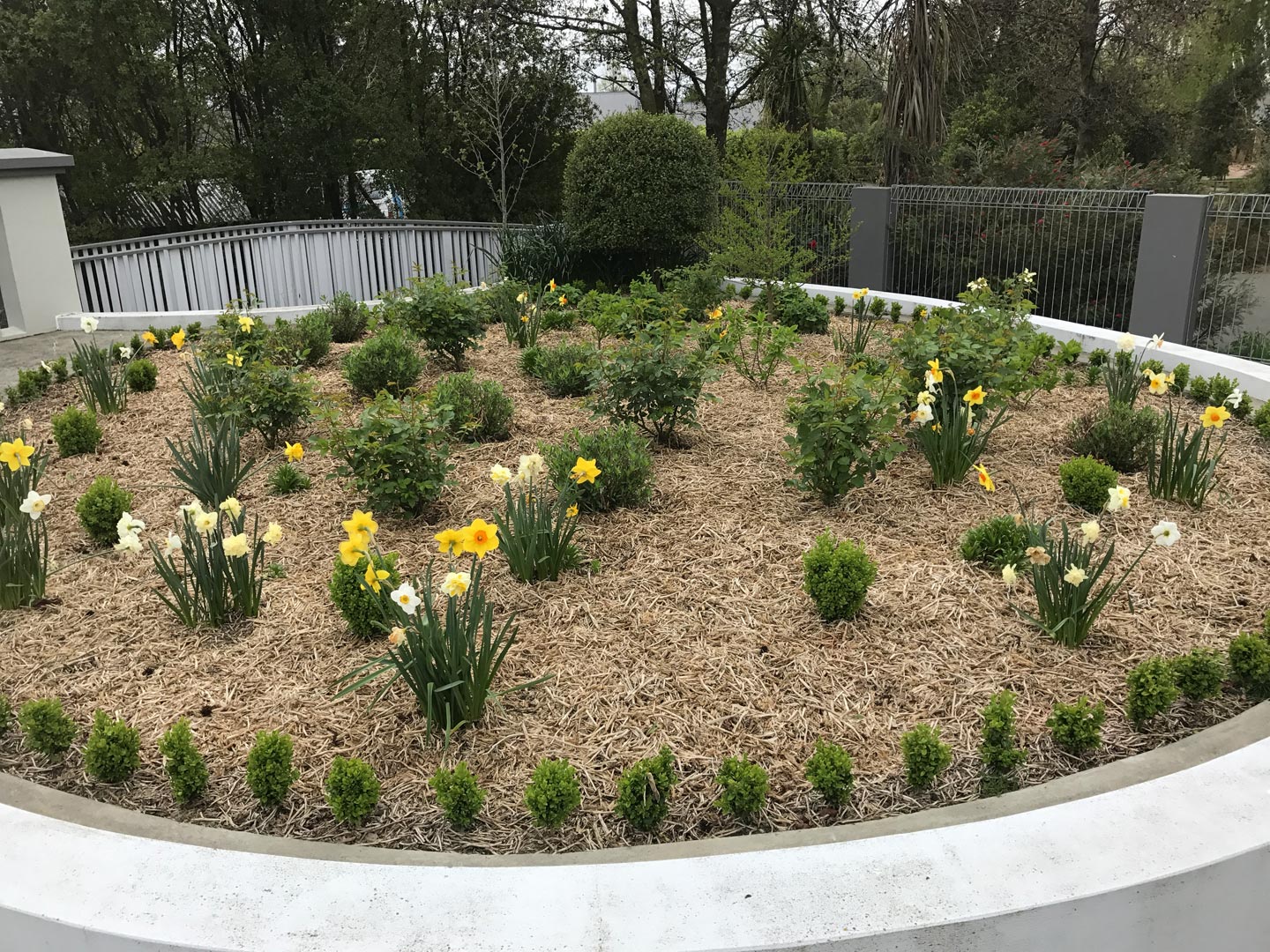  Planting. Garden. Daffodils 