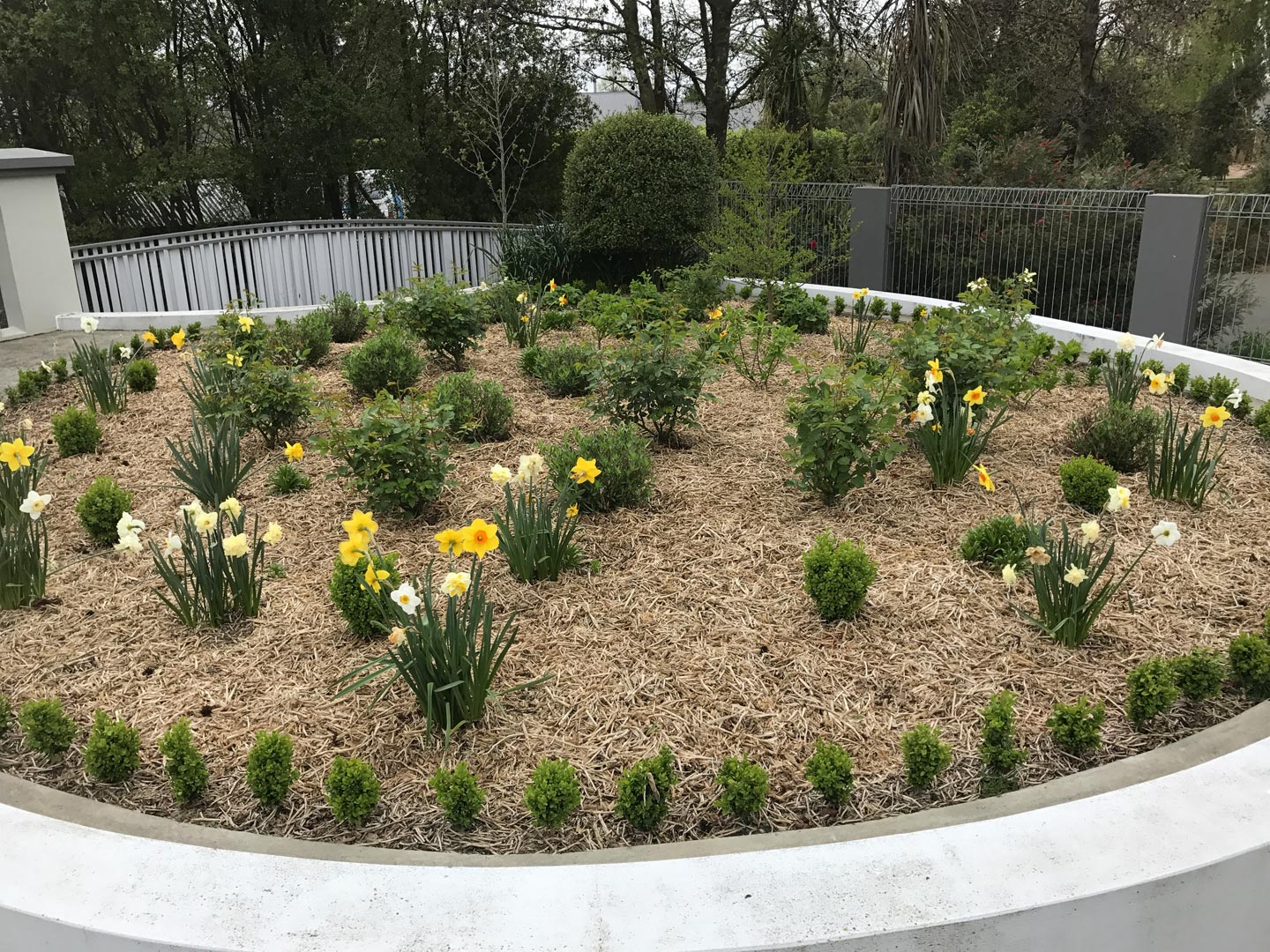  Planting. Garden. Daffodils 