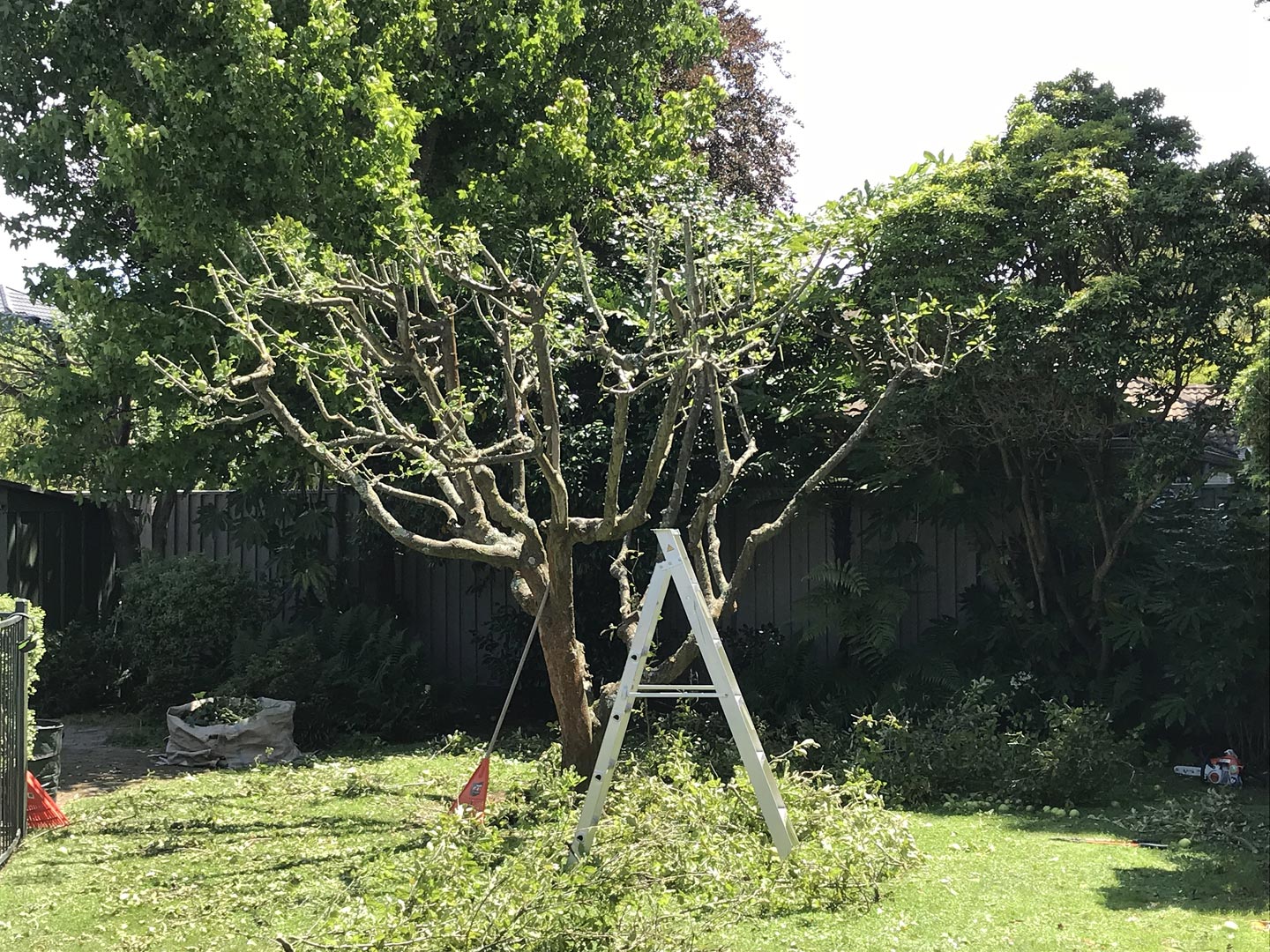  Tree. Pruning. Garden. Garden Maintenance  